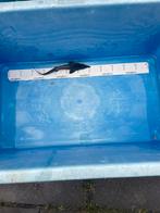 Steurtje ongeveer 22 cm, Tuin en Terras, Ophalen, Zo goed als nieuw, Overige typen