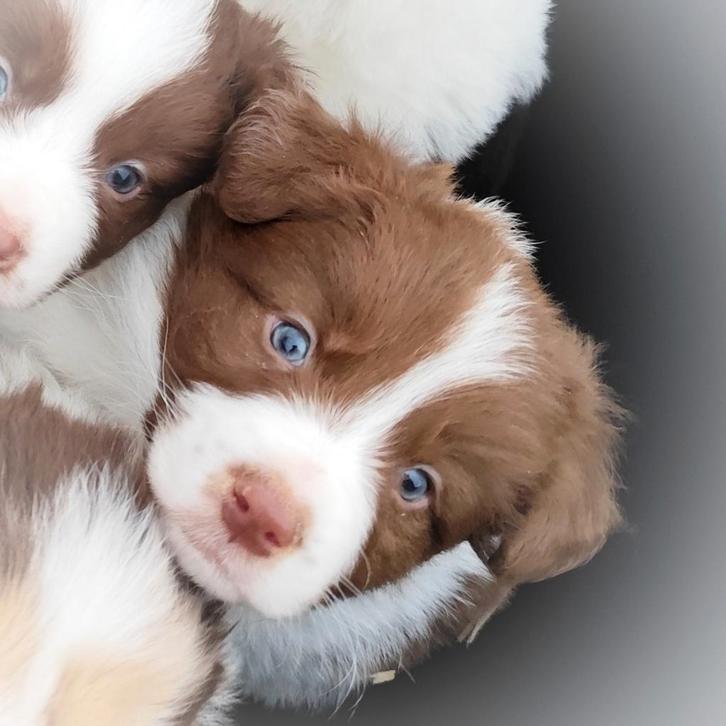 LAATSTEschattig, aparte Australian Shepherd x Border Collie, Dieren en Toebehoren, Honden | Herdershonden en Veedrijvers, Meerdere dieren