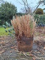 Miscanthus gratis ophalen, Tuin en Terras, Ophalen, Overige soorten, Volle zon