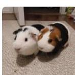 2 mannetjes cavia’s, Dieren en Toebehoren, Knaagdieren, Maart, Mannelijk, Cavia