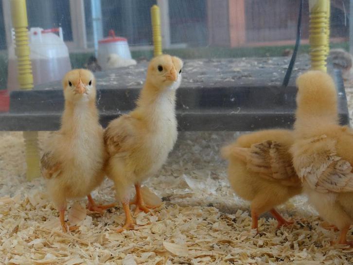 New Hampshire kriel kippen kuikens | Gesekst en Ingeënt, Dieren en Toebehoren, Pluimvee, Kip, Vrouwelijk