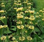 Zaden brandkruid- etageplant, Ophalen of Verzenden, Zomer, Overige soorten, Volle zon