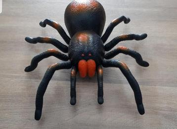 Supergave Tarantulaspin radiografisch beschikbaar voor biedingen