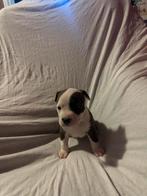 Super mooie pitbull pups, Overige rassen, 8 tot 15 weken, Parvo, Meerdere