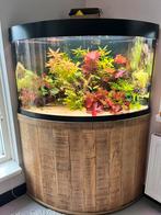 Trigon 190 custom made kast evt met chihiros verlichting, Dieren en Toebehoren, Vissen | Aquaria en Toebehoren, Ophalen, Leeg aquarium