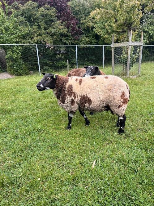 Dekrammen, Dieren en Toebehoren, Schapen, Geiten en Varkens, Schaap, Mannelijk