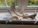 Groot gewei , als decoratie, Ophalen