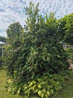 Krulhazelaar, Tuin en Terras, Planten | Bomen, Ophalen, Overige soorten