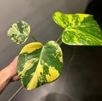 Monstera Aurea Variegata, Ophalen of Verzenden, Overige soorten, Minder dan 100 cm