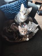2 lieve en ondeugende kittens per direct beschikbaar, Dieren en Toebehoren, Katten en Kittens | Overige Katten, Meerdere dieren