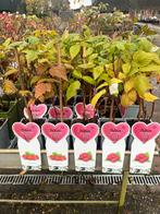 Rubus 'Autumn Bliss' Framboos, Ophalen, Volle zon, Vaste plant, Zomer