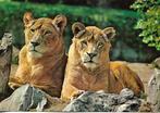Dieren- -Leeuwinnen., Verzenden, 1960 tot 1980, Ongelopen, Overige thema's
