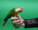 Pyrrhuras super tam en echt super lief., Dieren en Toebehoren, Meerdere dieren, Papegaai, Tam