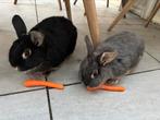 2 konijntjes zoeken een fijn nieuw thuis, Dieren en Toebehoren, Meerdere dieren, Klein, 0 tot 2 jaar