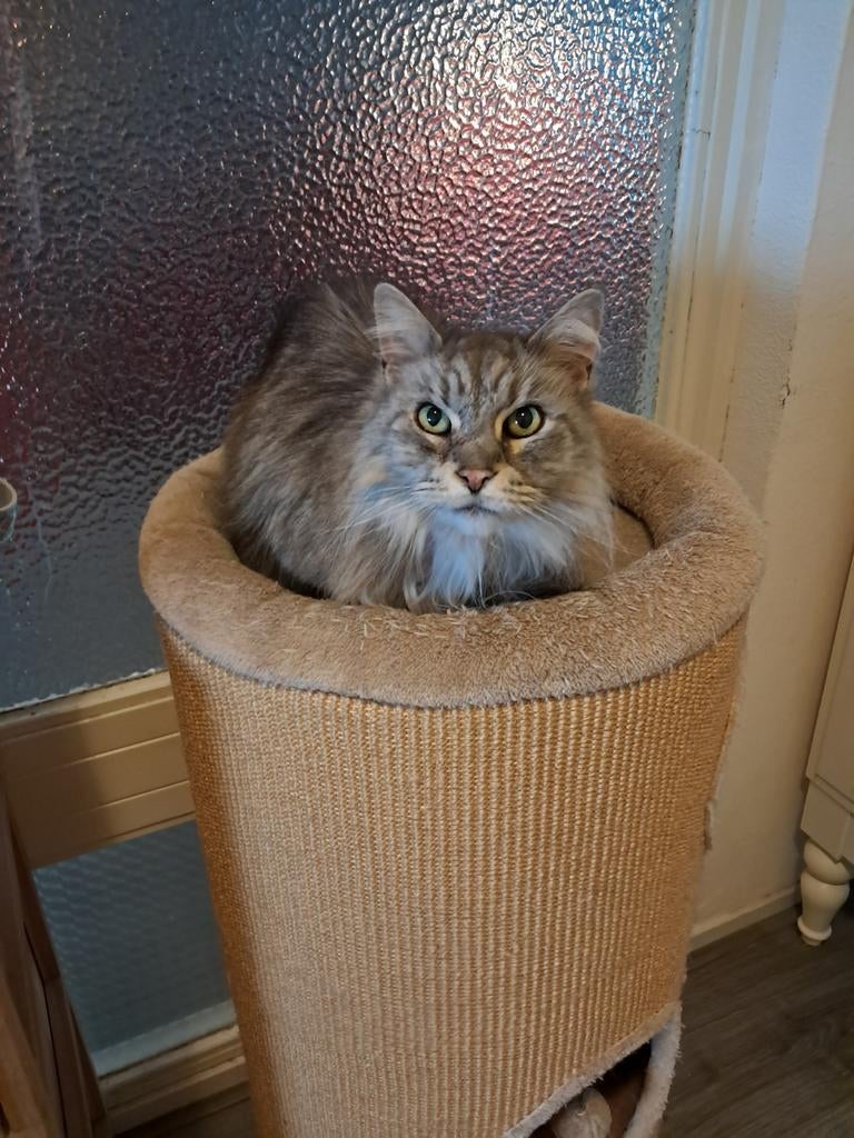 Katten logeeradres gezocht!, Kater, Gechipt, 6 jaar of ouder