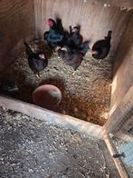 Te indische vechtkrielen, Dieren en Toebehoren, Pluimvee, Meerdere dieren, Kip