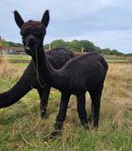 Alpaca hengst, Dieren en Toebehoren, Augustus, Mannelijk