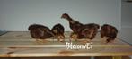 5 Speelse Rhode Island Red kriel kuikens €30, Kip, Geslacht onbekend