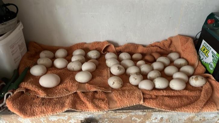 eenden eieren voor consumptie, Dieren en Toebehoren, Pluimvee, Eend, Geslacht onbekend