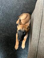 Prachtige mechelse herder pup 8 weken, Parvo, 8 tot 15 weken, Teef, Eén hond