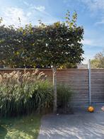 Leilindes, volwassen, ruim 3.5m hoog, dikke stam- 7stuks, Tuin en Terras, Planten | Bomen, Leiboom, 250 tot 400 cm, Zomer, Ophalen