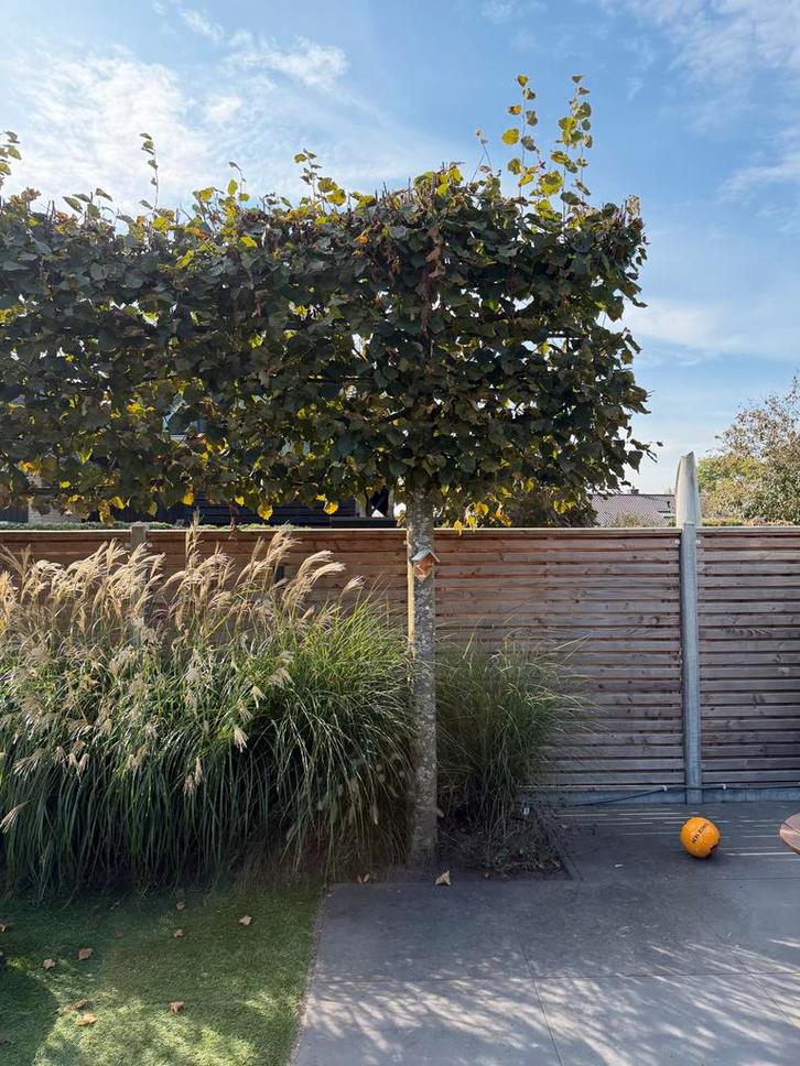 Leilindes, volwassen, ruim 3.5m hoog, dikke stam- 7stuks, Tuin en Terras, Planten | Bomen, Leiboom, 250 tot 400 cm, Volle zon