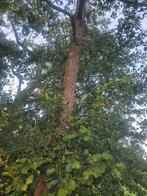 Ca 20 stuks bomen/haardhout, Ophalen, Overige houtsoorten
