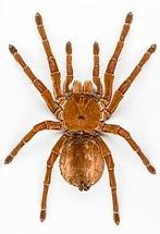 Te koop gevraagd, theraposa blondi of stirmi vrouwtje, Dieren en Toebehoren, Insecten en Spinnen, Spin of Schorpioen