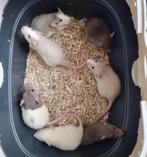 Jonge ratjes kinderen gewend, Rat, Meerdere dieren, Tam, September