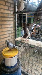 Postduiven, Meerdere dieren, Postduif
