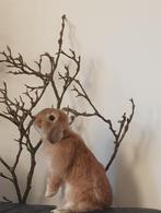 Lieve Nederlandse hangoordwergen, Dieren en Toebehoren, Konijnen, Meerdere dieren, Dwerg, Hangoor, 0 tot 2 jaar