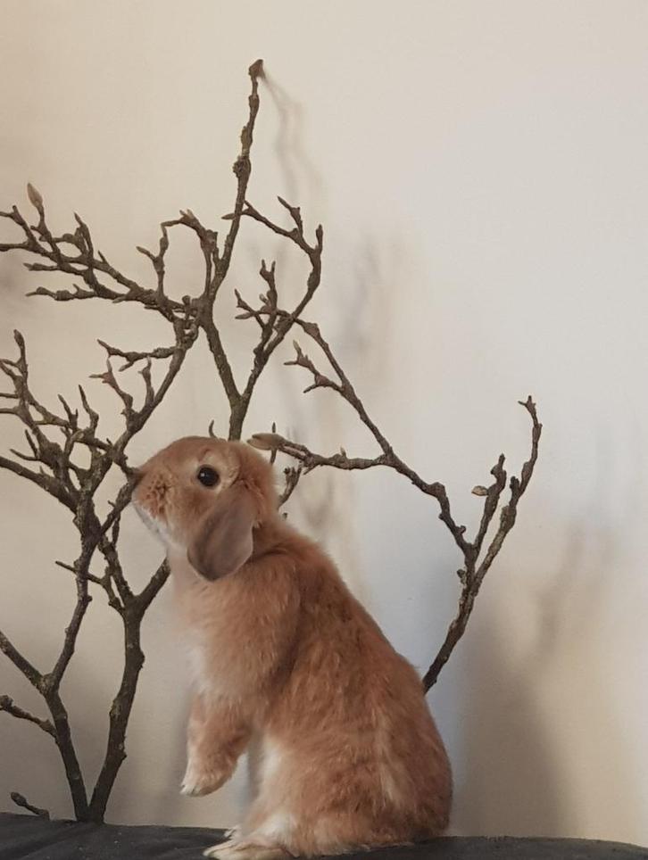 Lieve Nederlandse hangoordwergen, Dieren en Toebehoren, Konijnen, Dwerg, Meerdere dieren, 0 tot 2 jaar, Hangoor