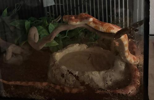 Missing black rattenslang, Dieren en Toebehoren, Reptielen en Amfibieën, Slang