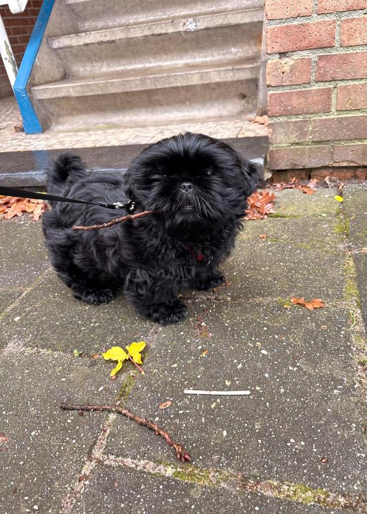 Shih tzu puppy, Dieren en Toebehoren, Honden | Chihuahua's en Gezelschapshonden, Reu, Overige rassen, Particulier, Eén hond, Nederland