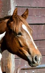 2 jarige PAINT merrie te koop, Dieren en Toebehoren, Merrie, Minder dan 160 cm, Gechipt, 0 tot 2 jaar