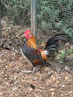 Serama kriel haan, Dieren en Toebehoren, Pluimvee, Mannelijk, Kip