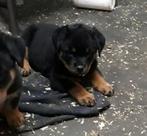 Rottweiler pup, Parvo, België, Particulier, Reu
