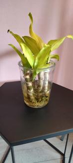 Stekjes van Dracaena, Huis en Inrichting, Kamerplanten, In pot, Minder dan 100 cm, Yucca, Groene kamerplant