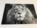 Glas schilderij leeuw 120cm x 80cm zwart/wit, Ophalen, Zo goed als nieuw, Schilderij, 100 tot 125 cm