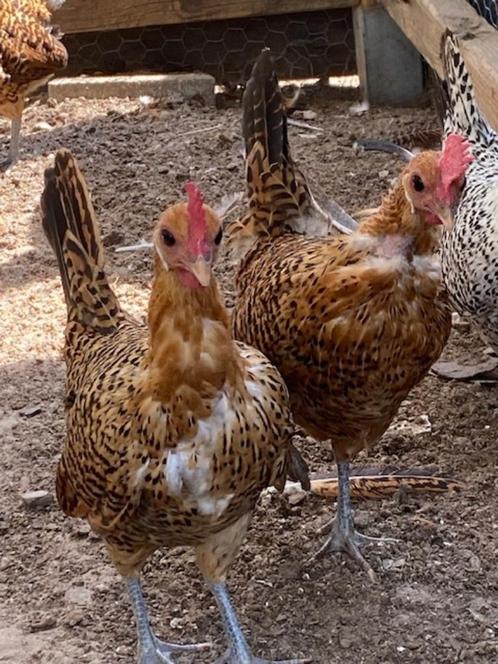 2 groninger meeuw krielkippen kleur goudpel., Dieren en Toebehoren, Pluimvee, Kip, Vrouwelijk