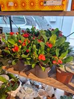 Euphorbia Milii (Christusdoorn), Overige soorten, In pot, Minder dan 100 cm, Bloeiende kamerplant