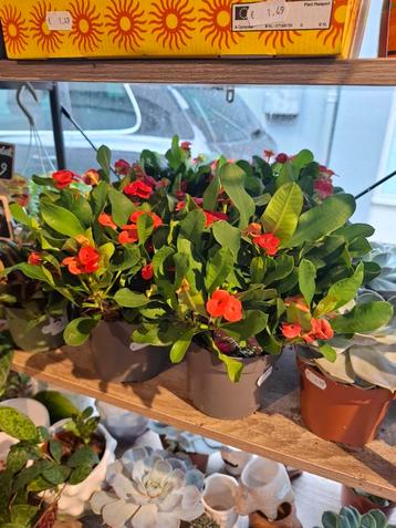 Euphorbia Milii (Christusdoorn) beschikbaar voor biedingen