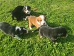 Appen-toller, Dieren en Toebehoren, Honden | Herdershonden en Veedrijvers, Fokker | Hobbymatig, Rabiës (hondsdolheid), Overige rassen