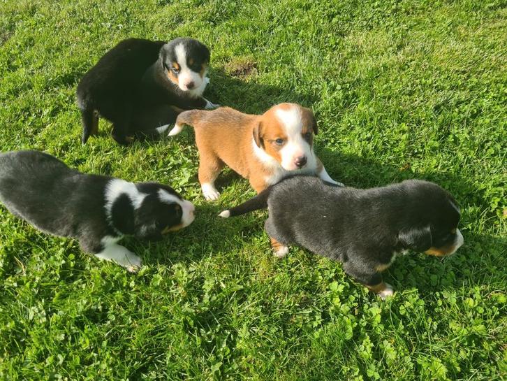 Appen-toller, Dieren en Toebehoren, Honden | Herdershonden en Veedrijvers, Meerdere dieren, Overige rassen, Fokker | Hobbymatig