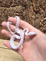 Rode rattenslang Palmetto, Dieren en Toebehoren, Reptielen en Amfibieën, Slang, 0 tot 2 jaar