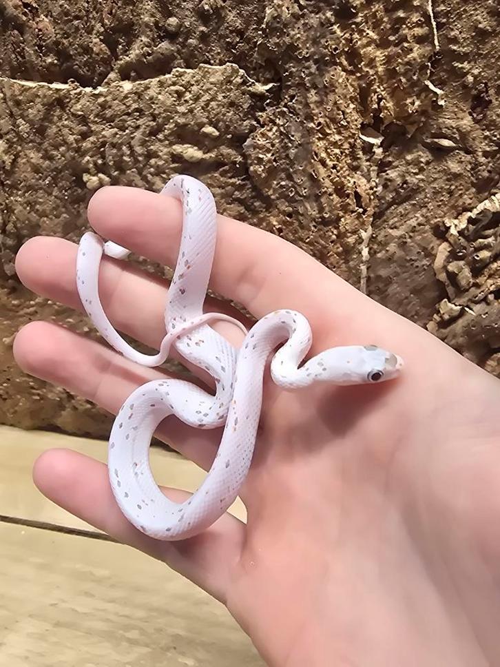 Rode rattenslang Palmetto, Dieren en Toebehoren, Reptielen en Amfibieën, Slang, 0 tot 2 jaar