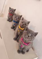 Britse korthaar kittens, Meerdere dieren, Ontwormd