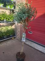Eucalyptus op stam !, Tuin en Terras, Planten | Bomen, Ophalen of Verzenden, Zomer, Volle zon, 100 tot 250 cm