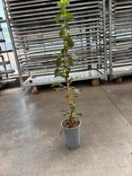 Klimhortensia, Tuin en Terras, Planten | Tuinplanten, Ophalen of Verzenden, Zomer, Klimplanten, Halfschaduw