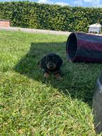 Dwergteckel te koop, Dieren en Toebehoren, Honden | Teckels en Dashonden, België, Particulier, 8 tot 15 weken, Korthaar